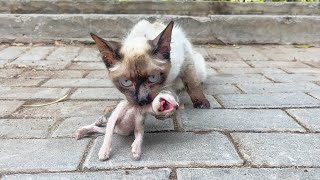 A men fed a stray mother cat for over a week and as a reward it brought its kittens to his shop [upl. by Essilevi]