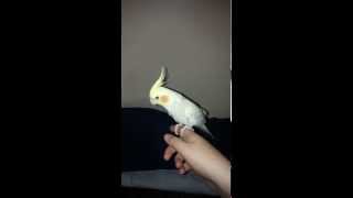 How cockatiels fly with properly clipped wings [upl. by Davide]