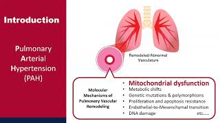 Mitochondria as a primary determinant of angiogenic modality in pulmonary arterial hypertension [upl. by Eugine78]