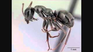 Crazy Ant Song  Turn ON Annotations External Ant Anatomy  AntsCanada Tutorial 24 [upl. by Eiznekam383]