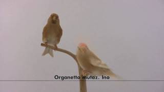 Organetto mutaz Ino  Carduelis flammea [upl. by Johnnie944]