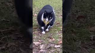 Dibidi dop dop dop yes yes yes 🐈🐈‍⬛🐯😍🤩 dancingkiran catlover funny funniestvideo [upl. by Neelyad377]