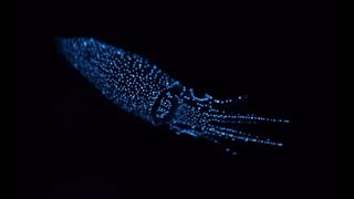 Facts The Firefly Squid [upl. by Restivo]