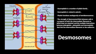 Desmosomes [upl. by Raddatz]