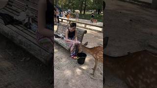 Thirst quenched Tourists heartwarming act for deer  nara deer  japan deer japan naradeer [upl. by Nylsej]