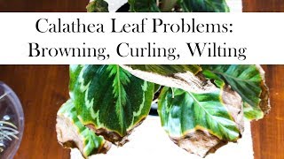 Calathea Leaf Problems Browning Curling Wilting [upl. by Suirtimid255]