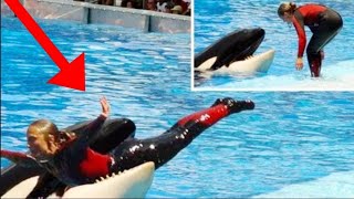 Caught on camera  Whale kills Seaworld trainer [upl. by Bullough506]