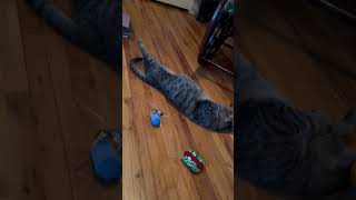 Jules catnip reaction ￼ [upl. by Damita]