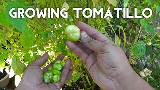 Tomatillo Planting Growing Harvesting  Enjoy this tangy twist on tomatoes [upl. by Walton550]