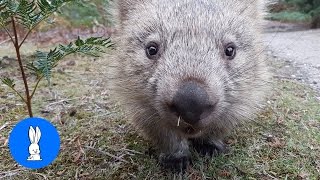 Furry Wombats Rolling Over  FUNNIEST Compilation [upl. by Lauri]