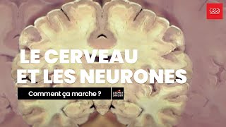 Comment ça marche Le cerveau et les neurones [upl. by Schoenburg]