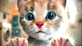 Cute Kitten Little Cat Adventure  Play Fun Pet Care  Preschool Educational Game Learning for kids [upl. by Nove]