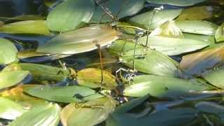 Puesta de huevos libélulas Odonata [upl. by Rosenthal]