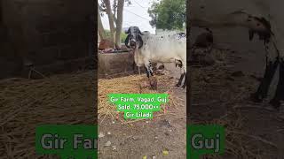 girfarmvagad cow farming gir cows liladi albino [upl. by Shirley]