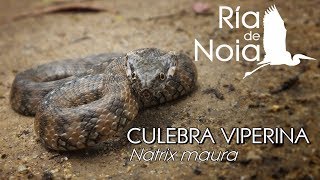 Culebra viperina Cobra viperina Natrix maura Mimetismo batesiano Ría de Noia [upl. by Feinberg]