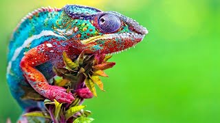 Chameleon Changing Color  Best Of Chameleons Changing Colors Compilation [upl. by Foster236]