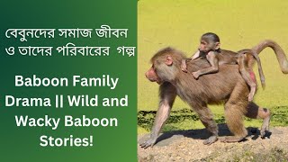 বেবুনের অদ্ভুত অভ্যাস ও প্রিয় খাবার Unusual Baboon Habits and What Do Baboons Eat [upl. by Marwin]