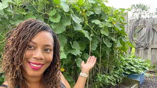 How I Grow Watermelon And Cantaloupe Up Trellis Small Raised Bed Gardening [upl. by Sayette]