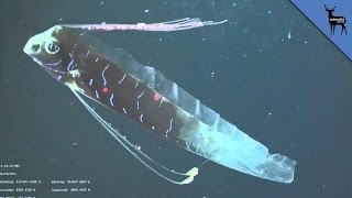 Oarfish Could Signal Earthquake [upl. by Yekcor]