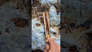 Survival Skills Amazing Match That Never Goes Out with Pine Resin survival camping skills [upl. by Fifi]