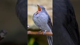 ✨Good morning bird ✨  viral  ytshort reel 🔥🤩 [upl. by Ma]