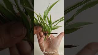 🪴Tips to Successfully Propagate Spider Plants in Water gardening plants indoorplants plant tips [upl. by Cathy171]