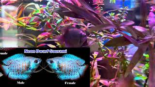 ABOUT DWRAF GOURAMI  CARE  TANK MATE amp BREEDING  BLUE GOURAMI Rakeshlamaoffical [upl. by Nemracledairam]