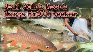 Part2 Kelah merah amp tengas Terengganu paling diminati dan harga tinggi [upl. by Nnyled781]