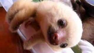 Baby sloths in Costa Rica [upl. by Lyndes]