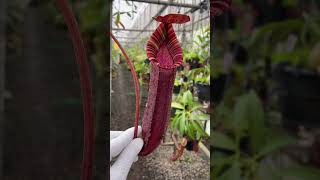 Item Short BE4524  N spectabilis x lowii carnivorous nepenthes [upl. by Felise574]