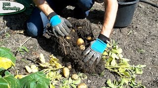 Gartentipp 0316 März Kartoffeln im Kübel ziehen  vom setzen bis zur Ernte [upl. by Timmons]