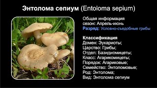 Энтолома сепиум Entoloma sepium [upl. by Mandych287]