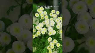 Tanacetum Parthenium The Power of White Feverfew [upl. by Zined]