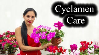 Cyclamen Plant Care  Indoor Growing Conditions  Tips [upl. by Alegnasor601]