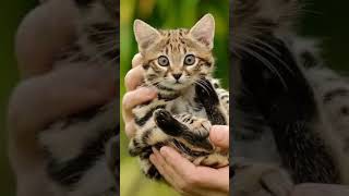 Rusty Spotted Cat  The Worlds Smallest Cat [upl. by Naxor]