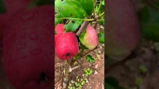 appletree youtubeshorts shortvideo fruittrees share subscribe views viralvideo shortsviral [upl. by Blanding]