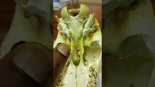 ANATOMY OF THE GOAT SKULL SKULL EMBRYONIC DEVELOPMENT AND JOINTS [upl. by Eerok871]