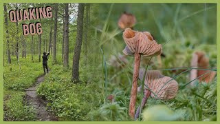 Parks in Minnesota  Ep 40  Quaking Bog [upl. by Qirat]