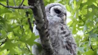 Baby Barred Owl with Barred Owl Adults Hooting [upl. by Annnora]