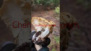 Chanterelle bunch Sep21 2024 ediblemushrooms chanterelle [upl. by Aymik]