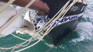 SCHOONER WOLF Flagship of the Conch Republic [upl. by Afas]