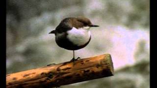 Wasseramsel  water ouzel [upl. by Nwadal7]