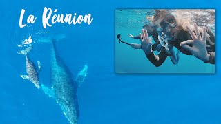 NAGER AVEC LES BALEINES La Réunion [upl. by Aramoiz421]