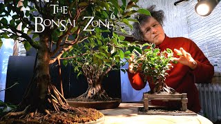 Ginseng Ficus Bonsai Update The Bonsai Zone Dec 2019 [upl. by Menell325]