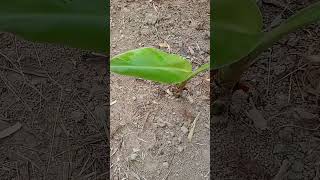 Little banana tree fruit nature gardening [upl. by Windzer]