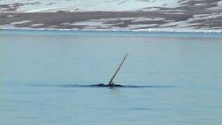 Swimming with Narwhal and Beluga  Baffin Island [upl. by Neelram]