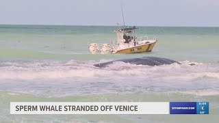 50foot whale stranded off coast of Venice [upl. by Nagyam556]