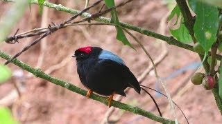 The Longtailed Manakin  Stunning bird known for its famous dance [upl. by Alset]