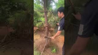 Pine sapling side branch pruning process Good tools and machinery can increase work efficiency [upl. by Nuahc]