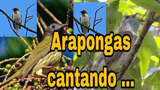 Canto Das Arapongas [upl. by Ellerad873]